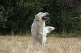 GOLDEN RETRIEVER 720
